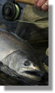 Hoodoo River King Fishing