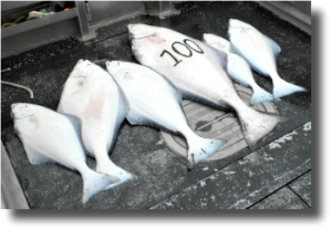 Halibut