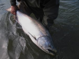 King Salmon Fishing