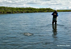 Alaska Steelhead Fishing