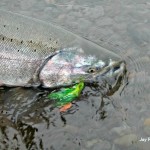 King Salmon fishing Alaska