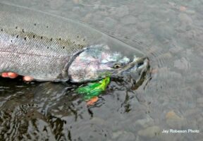 King Salmon fishing Alaska