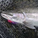 Flies For Steelhead