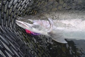 Flies For Steelhead