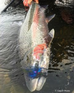 Alaska Steelhead