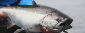 Alaska salmon fishing questions