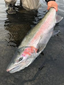 Nice Alaska Steelhead