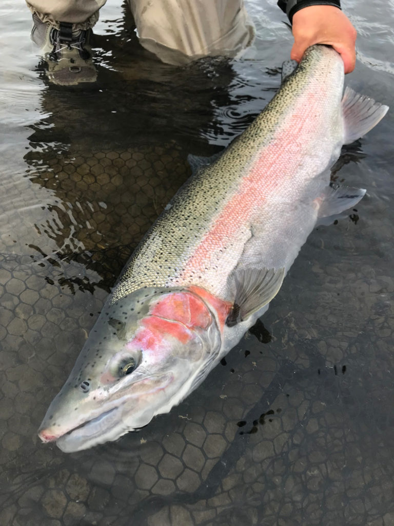 Alaska Steelhead Fishing