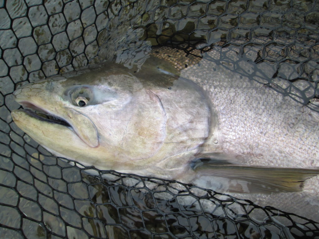 King Salmon Fishing Peninsula