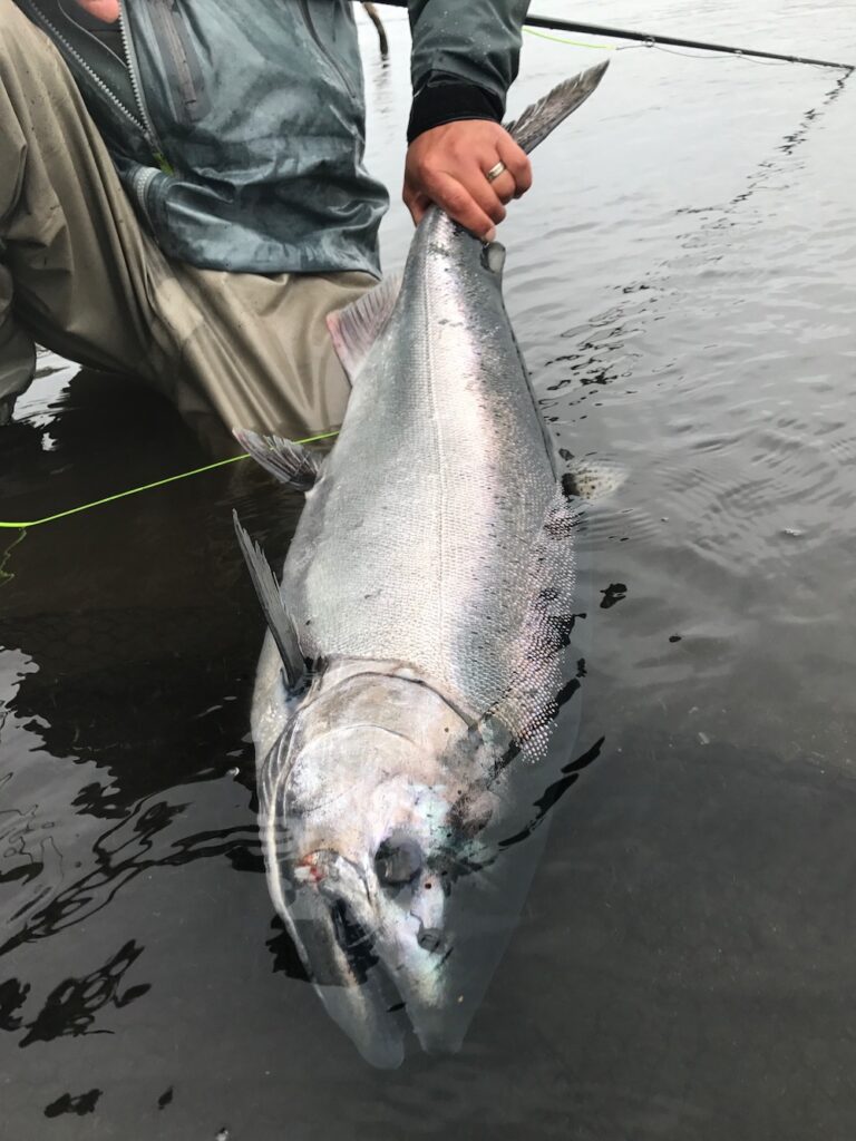 Alaska  King Salmon Fishing