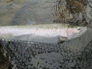 Alaska Peninsula Fly Fishing