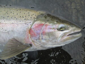 Hoodoo Steelhead