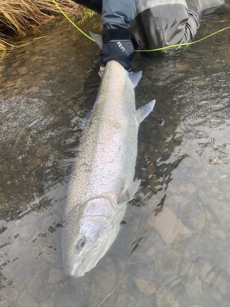 Alaska Steelhead