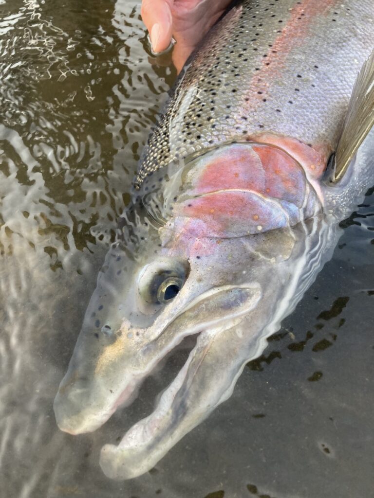 Alaska Peninsula Steelhead Fishing