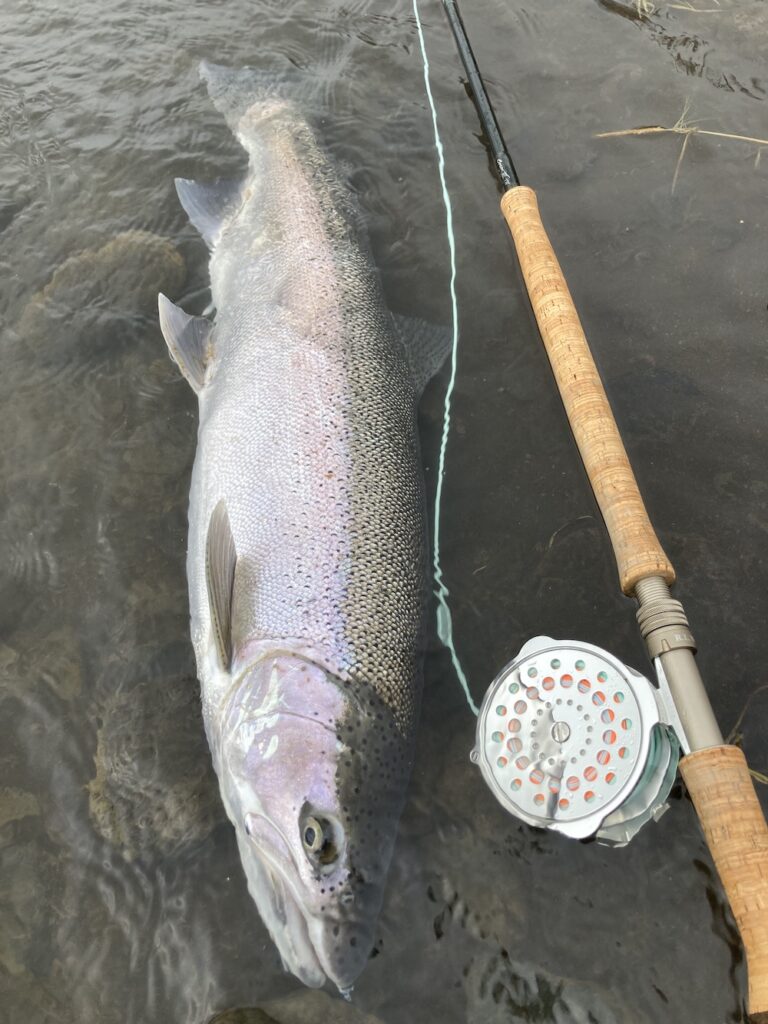 Alaska Steelhead Fishing