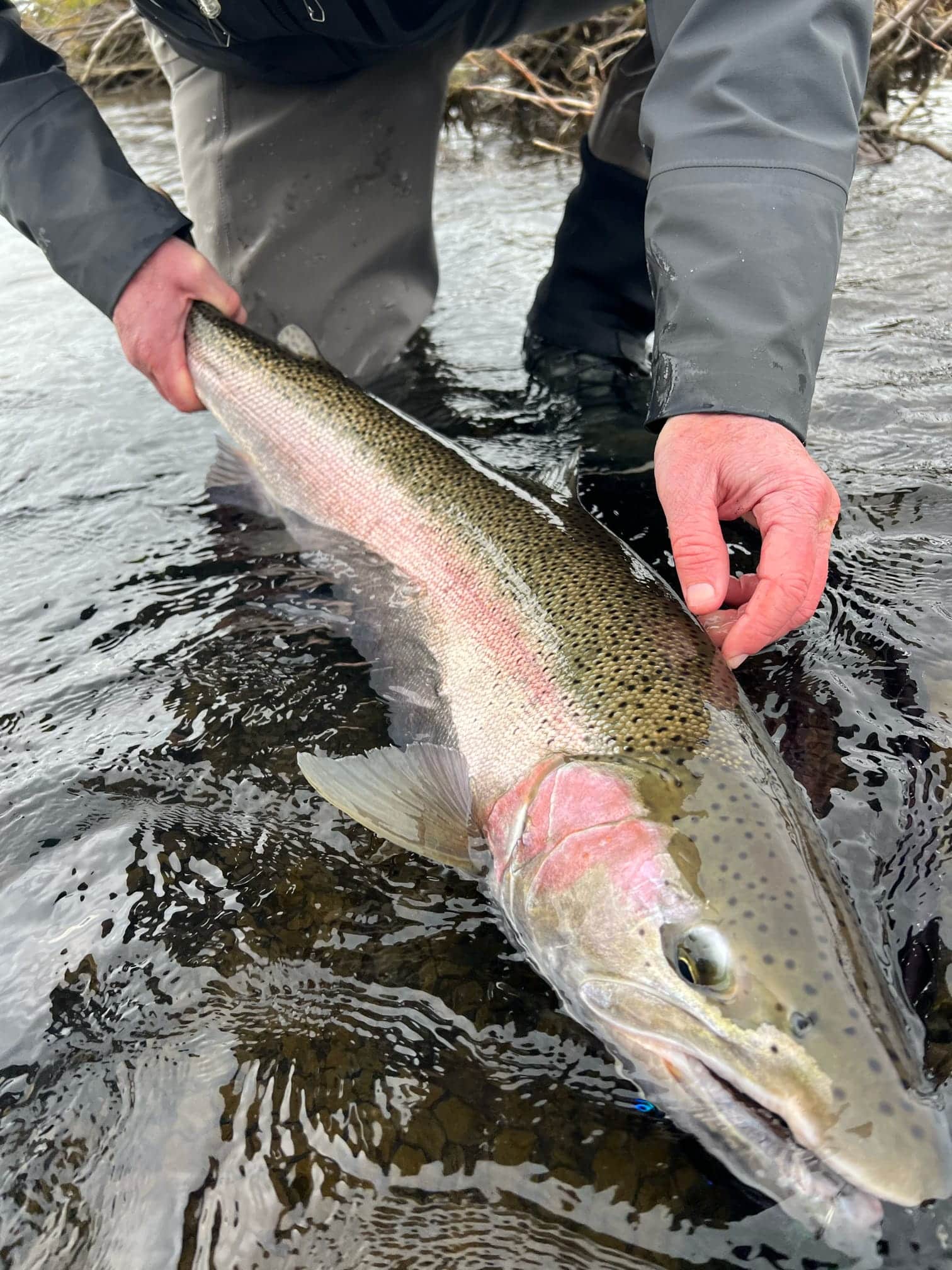 Close-up of a rainbow trout being released by an angler into a cold Alaskan river