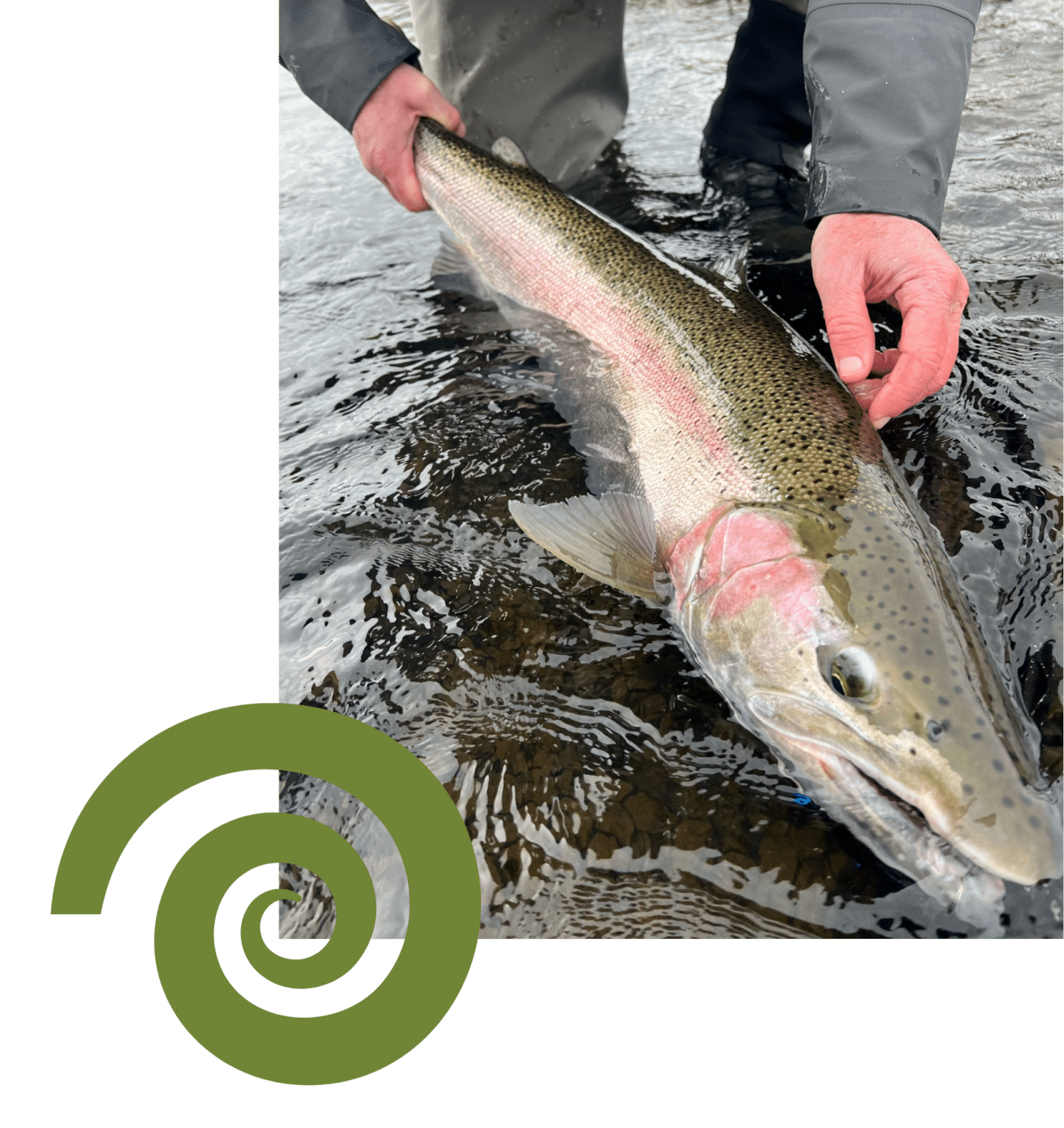 Large rainbow trout caught while fly fishing in Alaska river