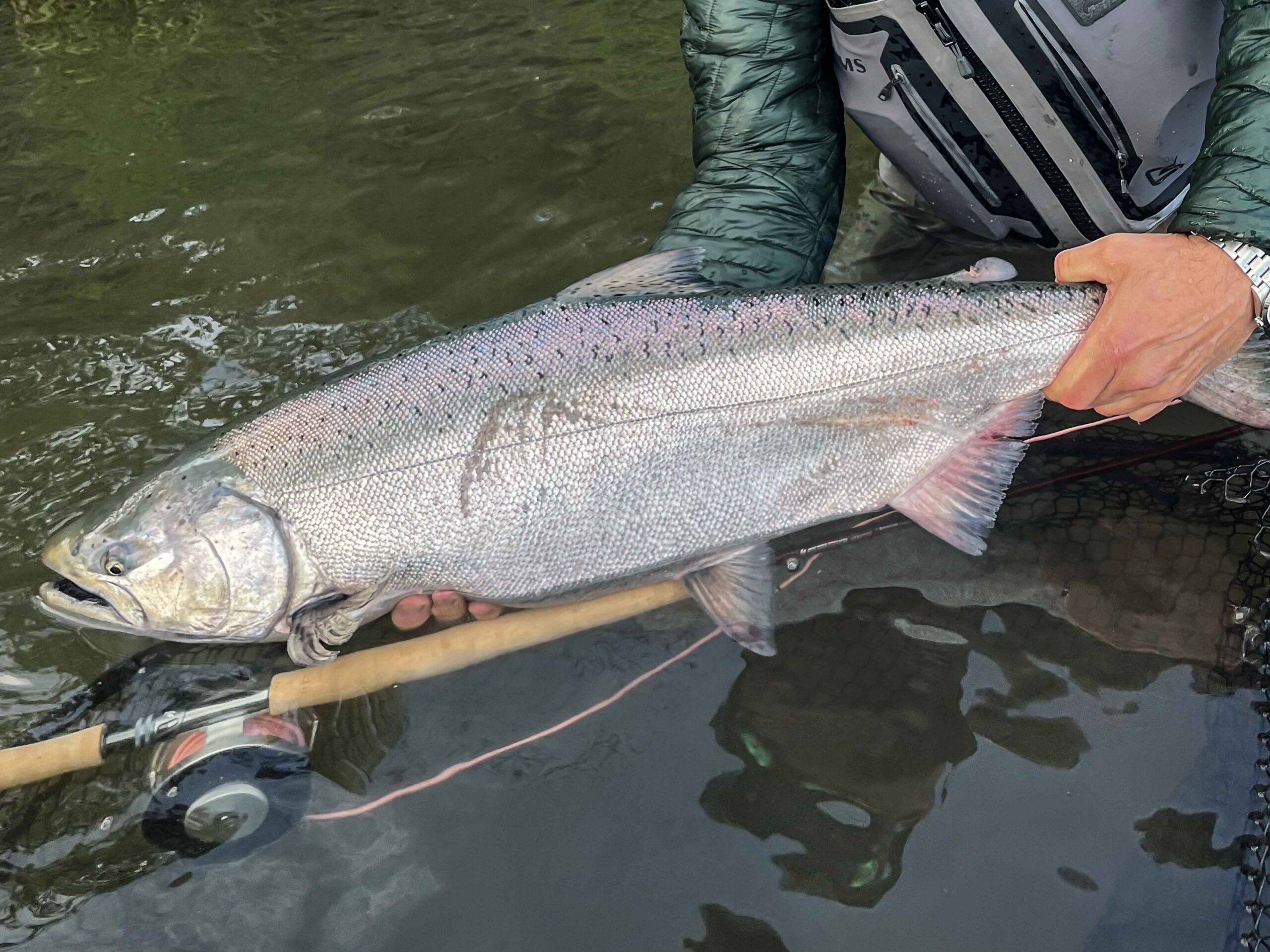 angler holding chinook salmon in water with two handed fly rod