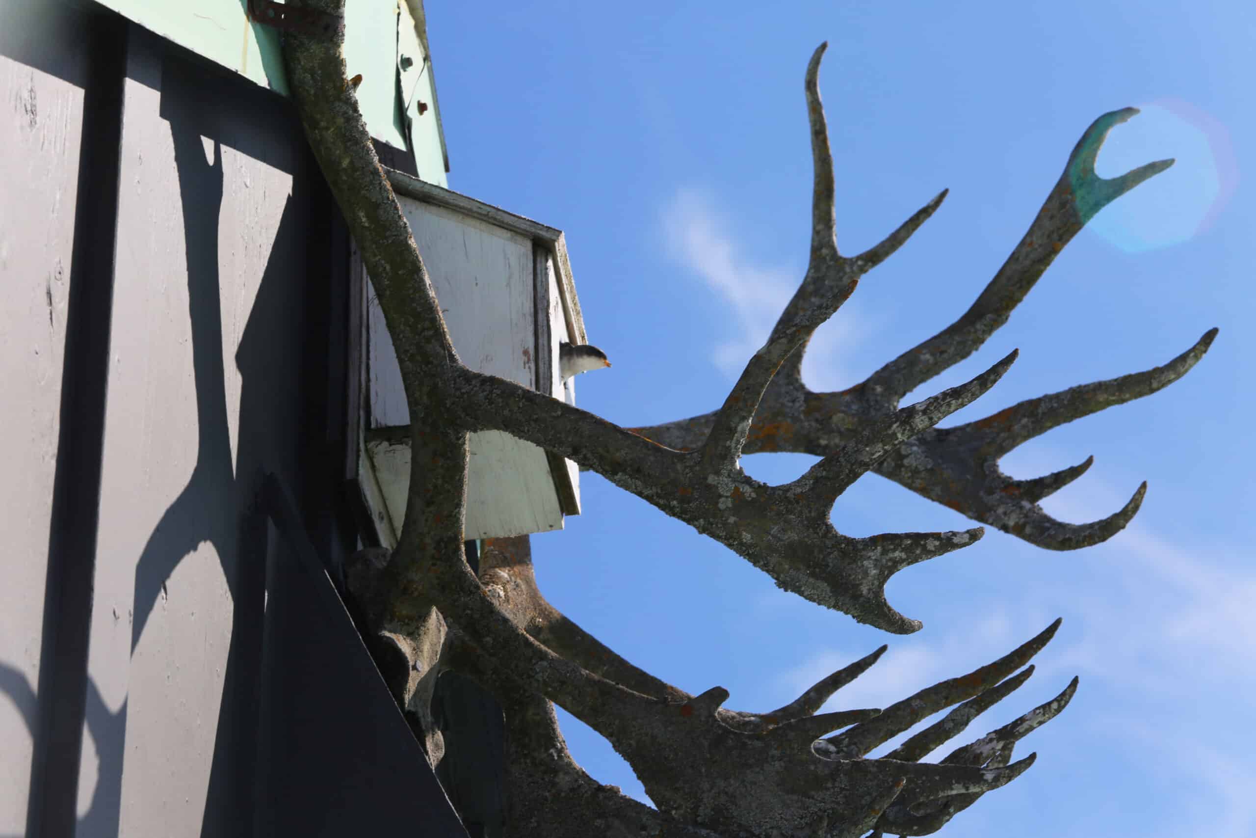 Moose antlers mounted on a cabin wall at an Alaska fishing lodge
