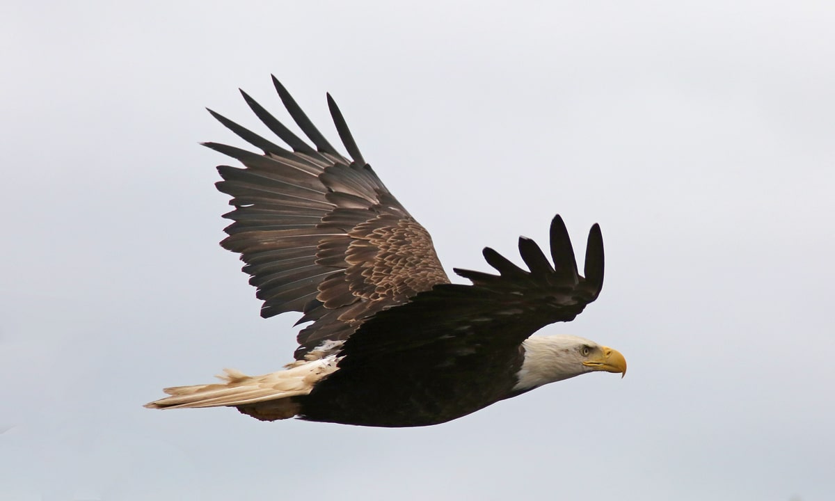 Bald eagle soars over Alaska wilderness, wings spread wide in search of prey