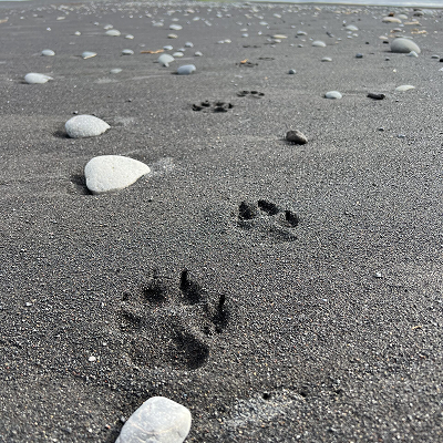 bear-footprint