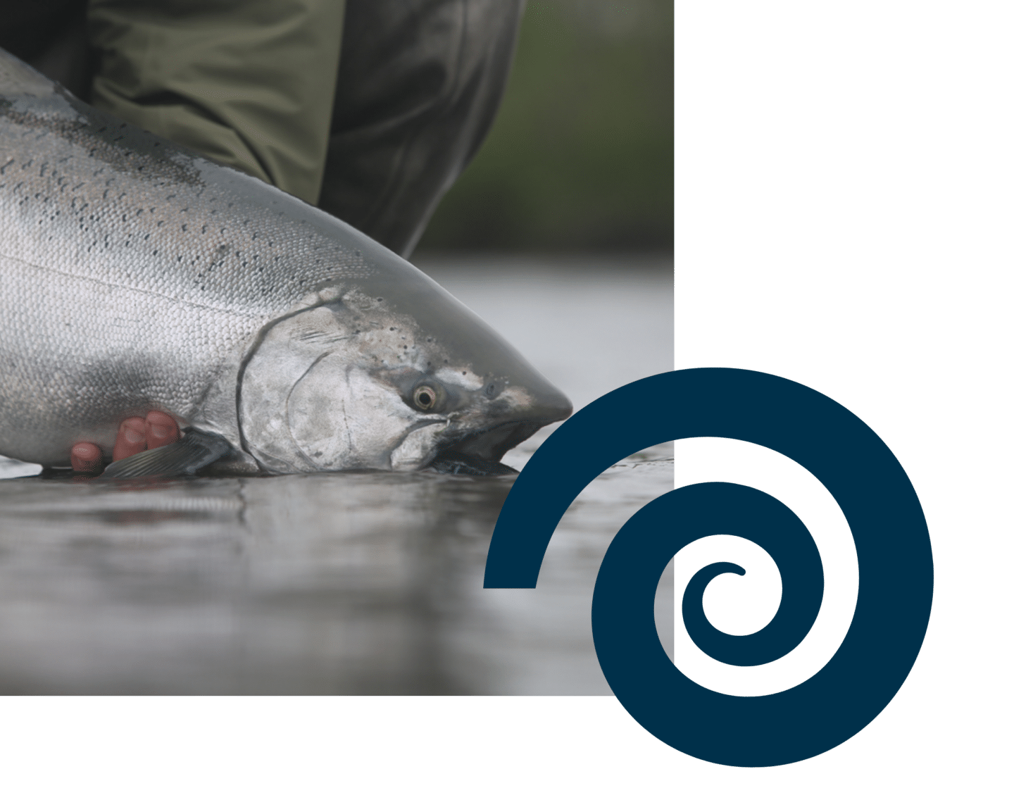 Close-up of a salmon being released into the water with a logo overlay