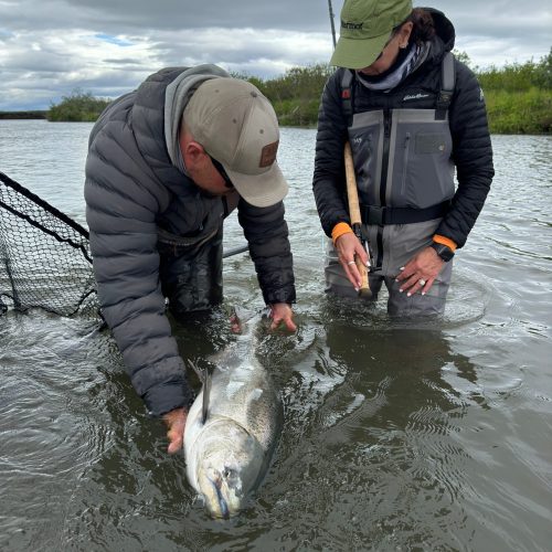 Anglers in waders release a large salmon back into the river in Alaska