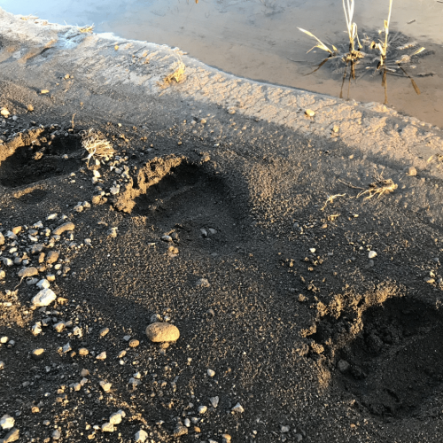 Bear tracks in wet sand along a riverbank