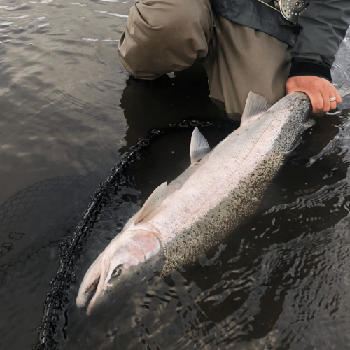 Angler holding a large salmon in shallow water