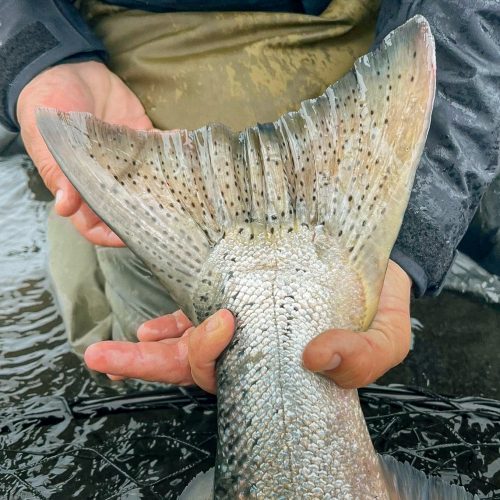 Close-up of angler holding large salmon tail above river water