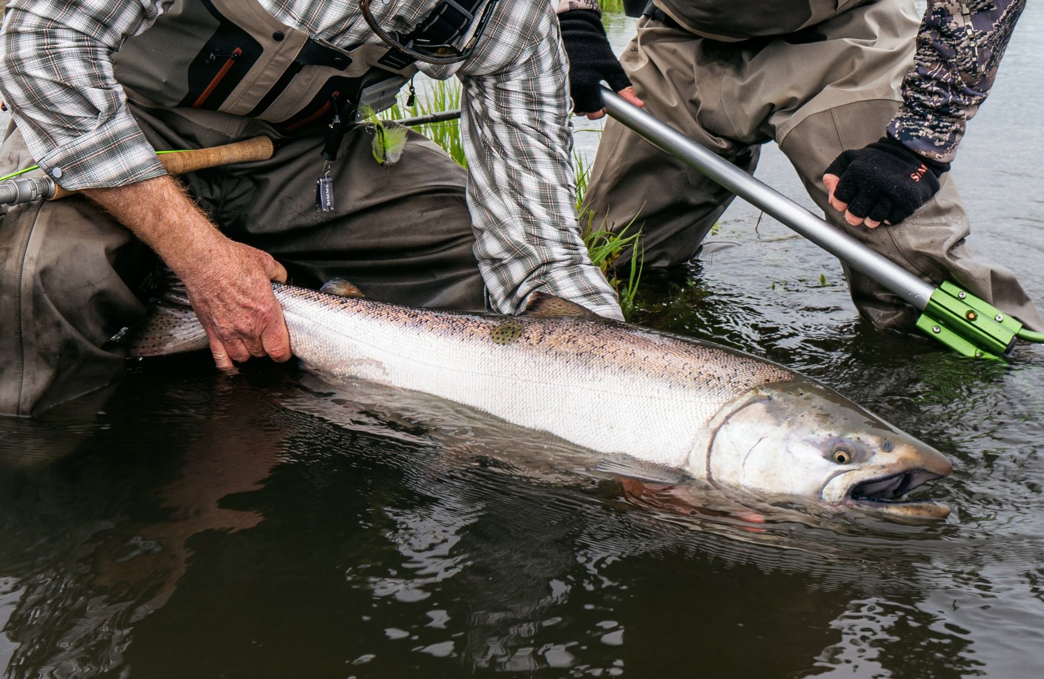 king