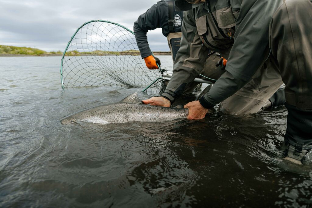 angler holding king salmon in water with net