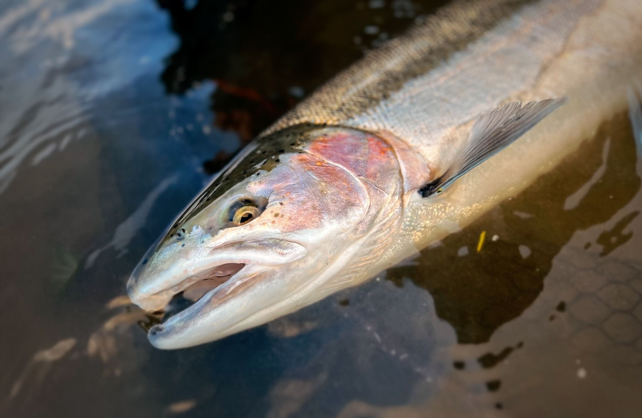 steelhead